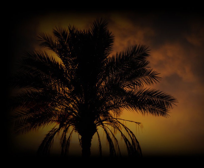 Palm tree silhouette in a faded frame